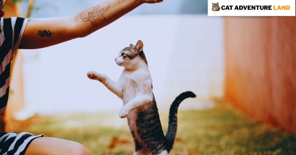 Best Cat Treats for Training in 2026: Guide for Smarter, Happier Cats