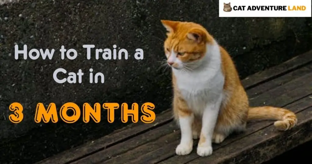 How to Train a Cat in 3 Months